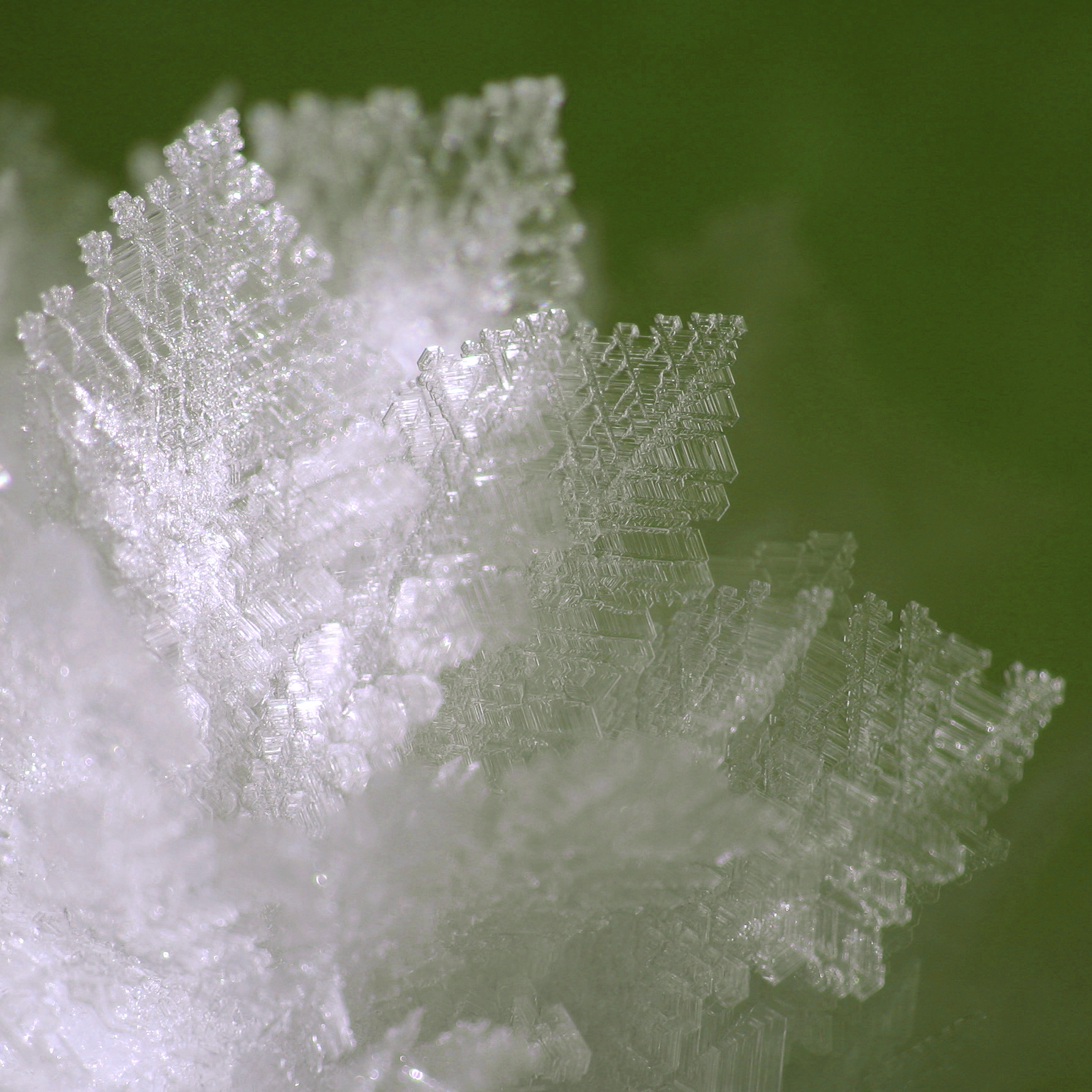 Photo de givre