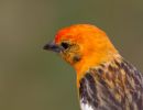 Piranga, oiseau orange front rouge et ailes marron.