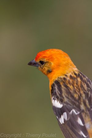 Piranga, oiseau orange front rouge et ailes marron.