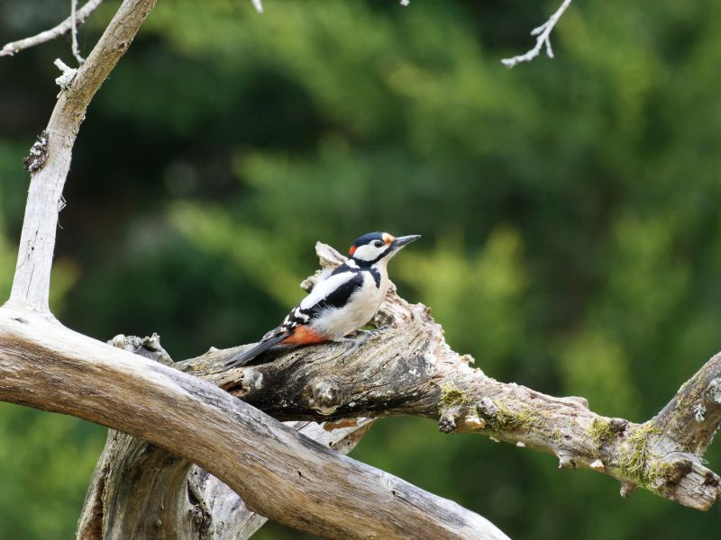 DSC1968 NEF DxO DeepPRIME  DSC1968 NEF DxO DeepPRIME