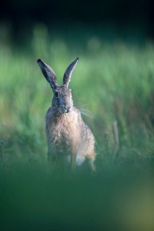 saint piat 10 05 2019 08 32 49 0055