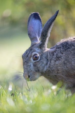 saint piat 10 05 2019 08 33 35 0072