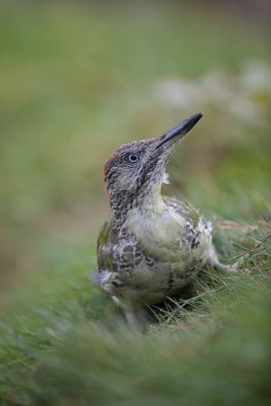 saint piat 11 09 2019 10 39 06 0240