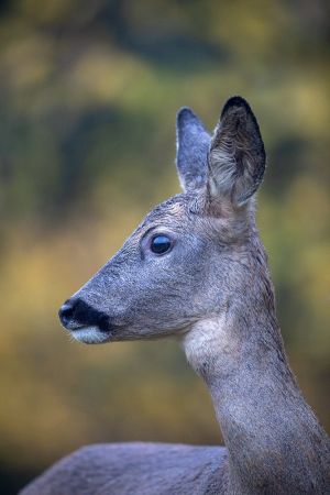 saint piat 12 11 2018 09 44 00 0024