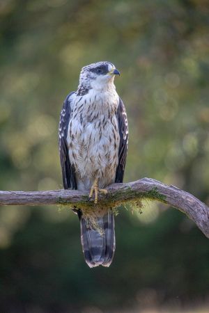 saint piat 14 08 2019 09 36 28 2527 2