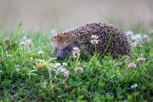 saint piat 18 07 2019 06 55 25 0013