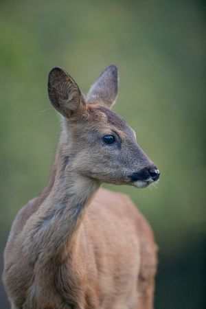 saint piat 18 09 2019 08 02 21 0020