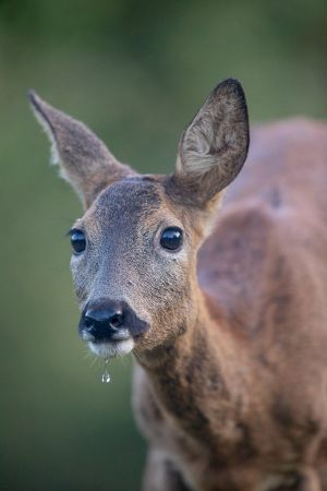 saint piat 18 09 2019 08 02 58 0031