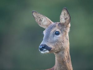 saint piat 18 09 2019 08 03 31 0036