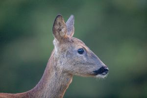 saint piat 18 09 2019 08 03 34 0040