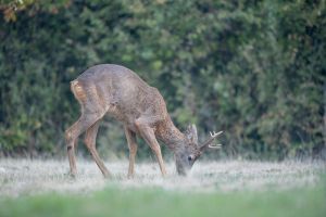 saint piat 18 09 2019 08 51 42 0090