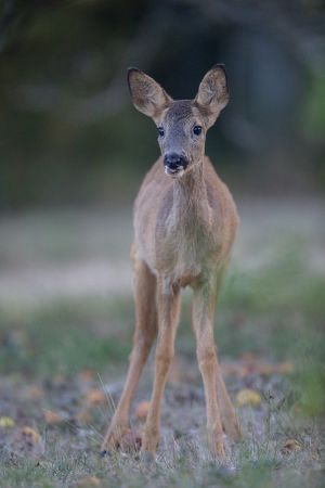 saint piat 18 09 2019 09 00 55 0191