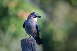 saint piat 18 09 2019 09 51 10 0290