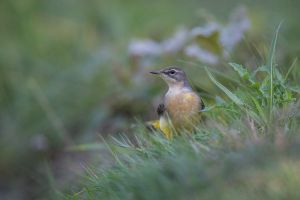 saint piat 18 09 2019 11 14 38 0349