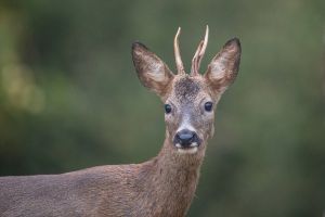 saint piat 25 09 2019 08 01 33 0317