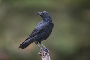 saint piat 25 09 2019 08 50 35 0401