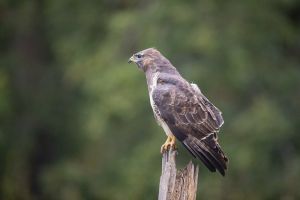 saint piat 25 09 2019 09 05 23 0503