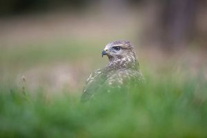 saint piat 25 09 2019 09 07 22 0530