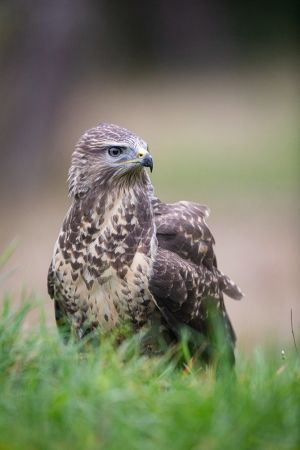 saint piat 25 09 2019 09 17 20 0661