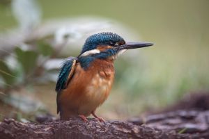 saint piat 25 09 2019 10 07 03 0873