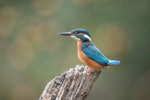 saint piat 25 09 2019 10 17 05 0920