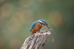 saint piat 25 09 2019 10 17 17 0944