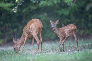 saint piat 29 08 2019 09 37 19 0032