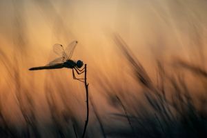 saintes maries 2019 08 21 202737