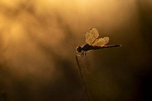 saintes maries 2019 08 22 200040