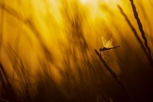 saintes maries 2019 08 22 200505