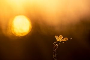 saintes maries 2019 08 22 201009 01