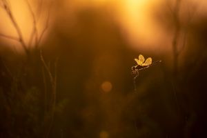 saintes maries 2019 08 22 201143