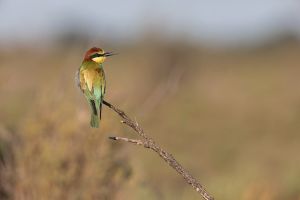 saintes maries de la la mer 23 08 2019 08 25 48 1271