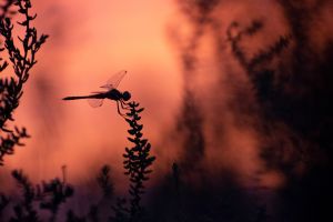 saintes maries de la mer 2019 08 21 20 47 47