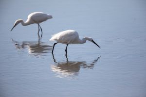 saintes maries de la mer 21 08 2019 10 11 41 1012