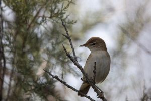 saintes maries de la mer 21 08 2019 11 45 27 1726