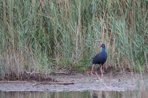 scamandre 22 08 2019 08 05 43 0047