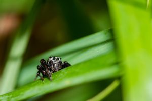 Photographie de Araignée salticidae posée sur une herbe. Elle regarde le photographe.