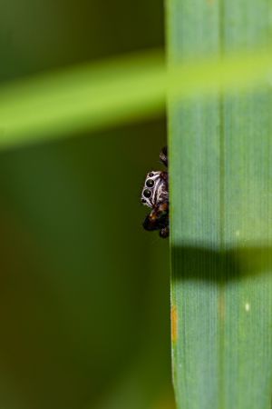 Photographie de Araignée salticidae posée sur une herbe. Elle regarde le photographe.