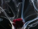 Rose rouge entourée de fumée