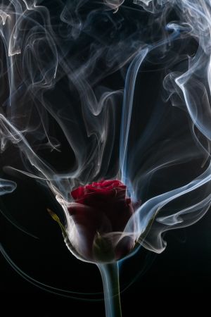 Rose rouge entourée de fumée