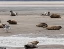 berck signe small