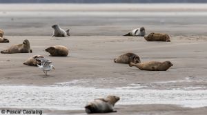 berck signe small