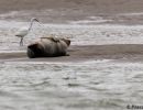 berck signe small