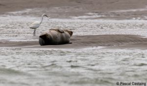 berck signe small