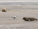 berck signe small