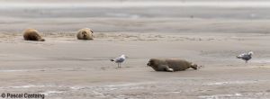 berck signe small
