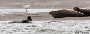 berck signe small