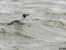 berck signe small