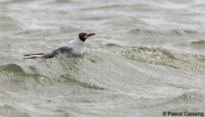 berck signe small